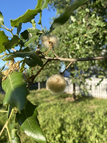 Cotton-wool Gall Wasp