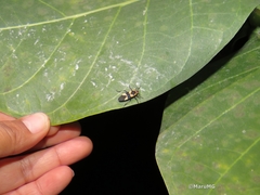 Oncopeltus sandarachatus