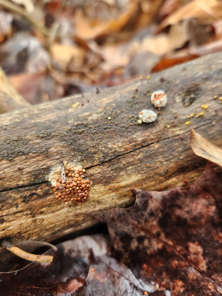 Nidularia deformis · April 2026 · photo: © lytiic (iNaturalist, cc-by-nc)