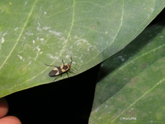 Oncopeltus sandarachatus