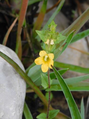 Yellow Paintflower (Alectra sessiliflora)