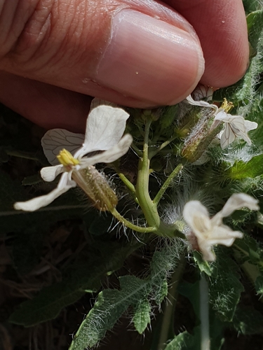 Eruca pinnatifida (Eruca pinnatifida)
