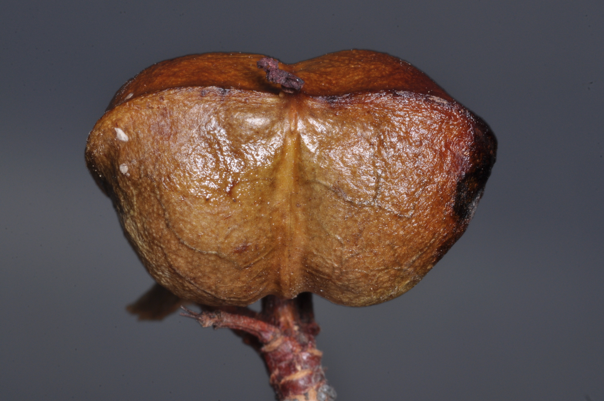 Colliguaja Integerrima (Colliguaja integerrima)