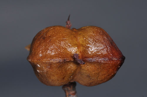 Colliguaja integerrima, photograph 2