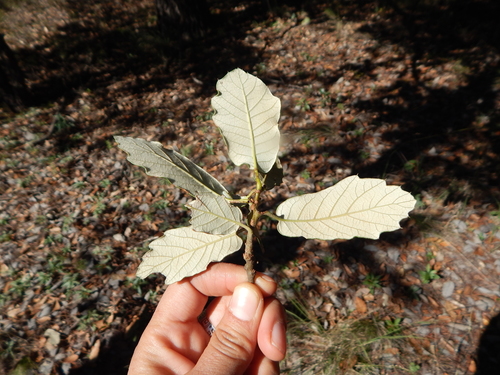 Image of Quercus sideroxyla by (c) Norma Piedra, some rights reserved (CC BY)