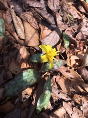 Erythronium rostratum