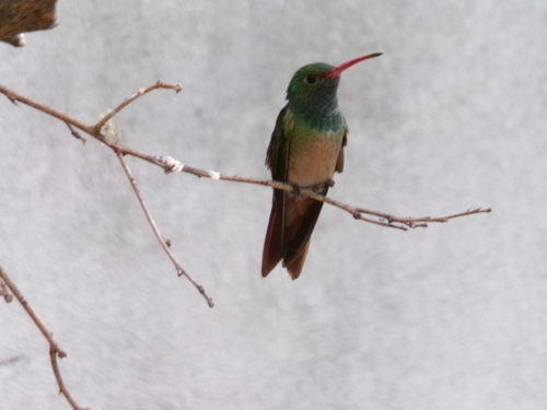 Buff-bellied Hummingbird (Amazilia yucatanensis), photo 8