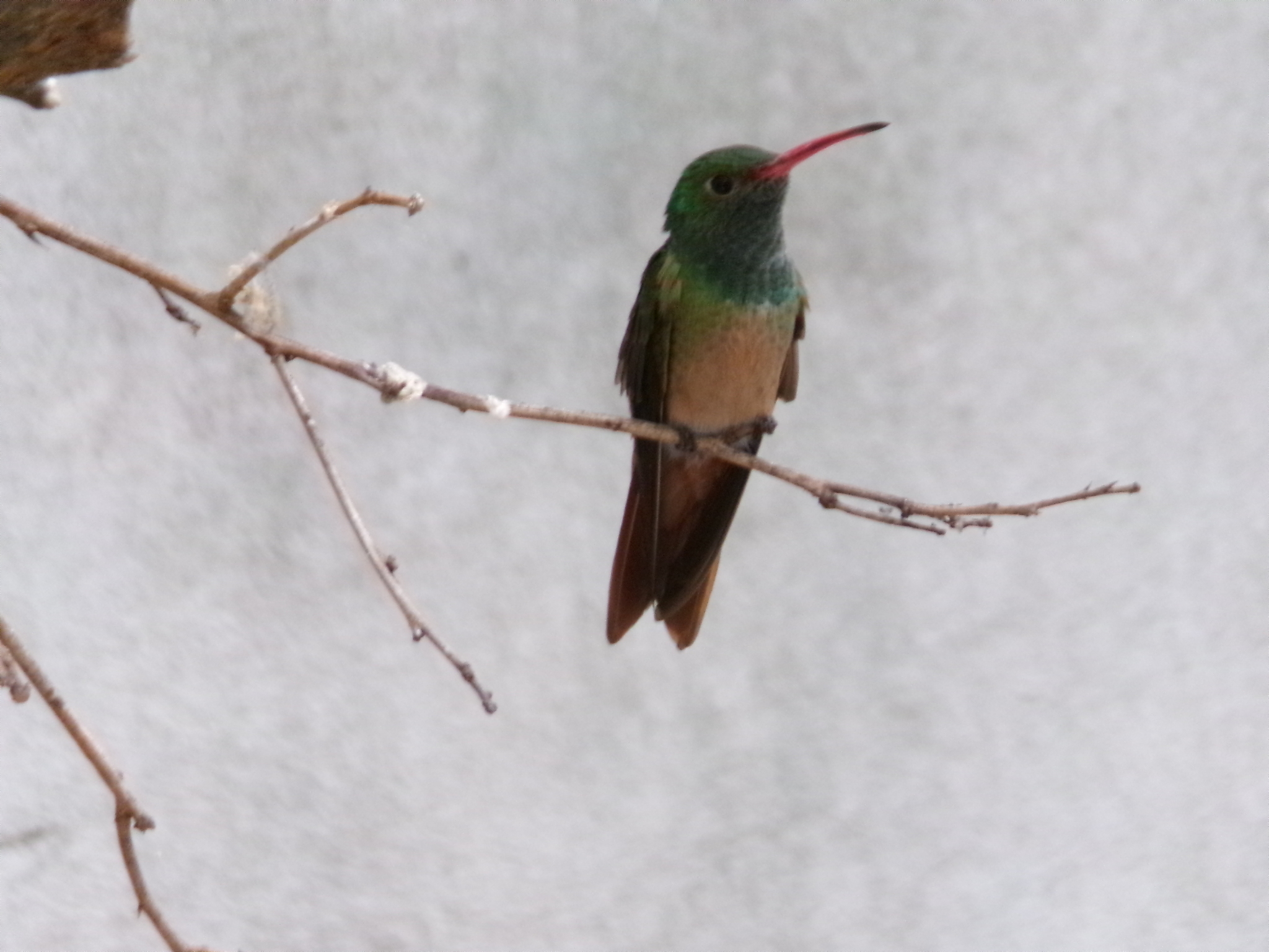 Buff-bellied Hummingbird (Amazilia yucatanensis), photo 8