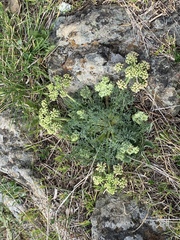 Lomatium macrocarpum