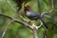 Pterorhinus treacheri