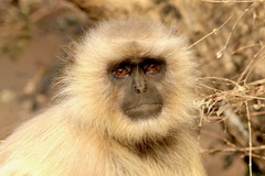 Semnopithecus entellus