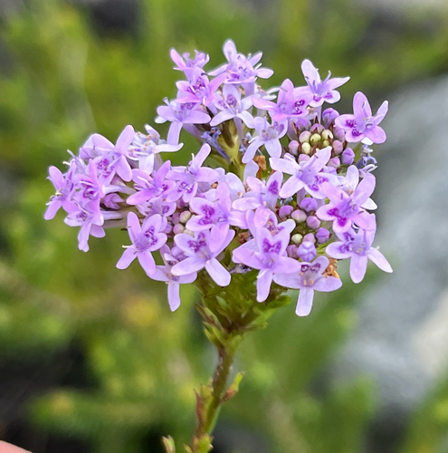 Langeberg Puffbush (Pseudoselago langebergensis)