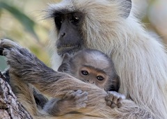 Semnopithecus entellus