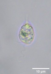 Ochrophyta