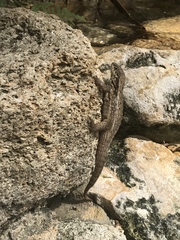 Leiocephalus carinatus