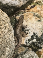 Leiocephalus carinatus