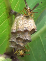 Mischocyttarus cerberus