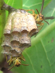 Mischocyttarus cerberus