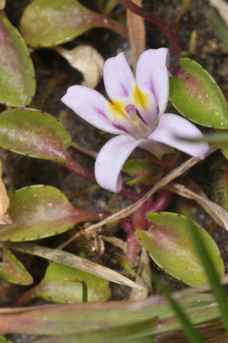 Lobelia oligophylla, photograph 2
