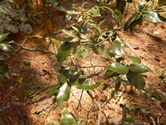 Quercus durifolia
