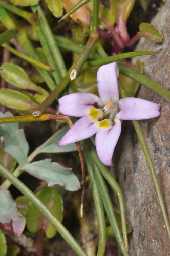 Lobelia oligophylla, photograph 3
