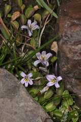 (c) aacocucci, some rights reserved (CC BY) Lobelia oligophylla, photograph (c) aacocucci, some rights reserved (CC BY)
