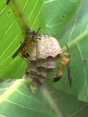 Mischocyttarus cerberus