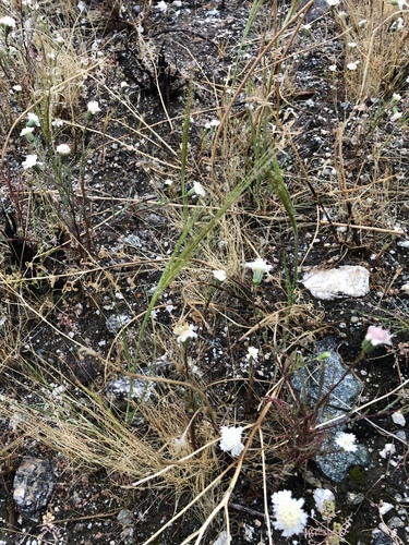 iNaturalist observation photo of cape ricegrass
