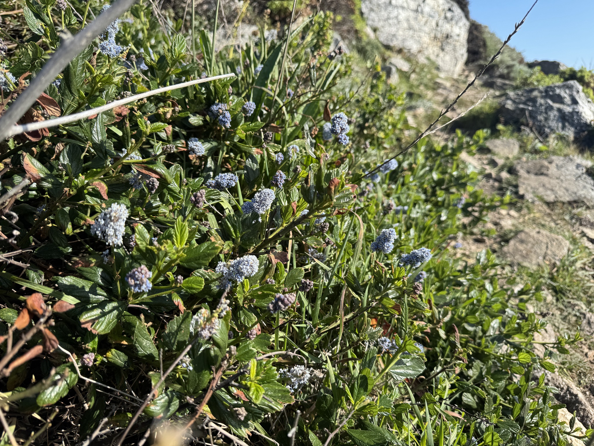 Blueblossom (Ceanothus thyrsiflorus)