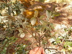 Quercus durifolia