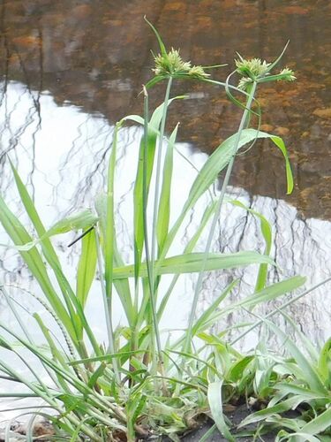 Manyspike Flatsedge (Cyperus polystachyos)