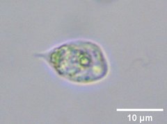 Ochrophyta