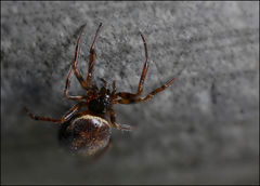 Steatoda hespera
