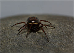 Steatoda hespera