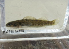 Etheostoma camurum