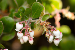 Arctostaphylos edmundsii, photograph (c) Nicholas Wei, some rights reserved (CC BY-SA)
