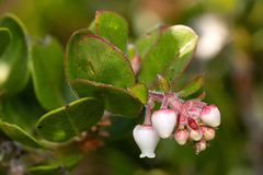 Arctostaphylos edmundsii