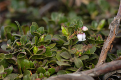 Arctostaphylos edmundsii, photograph (c) Nicholas Wei, some rights reserved (CC BY-SA)