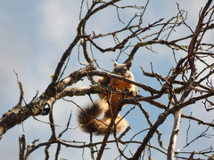 Sciurus nayaritensis