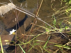 Wahlenbergia rivularis