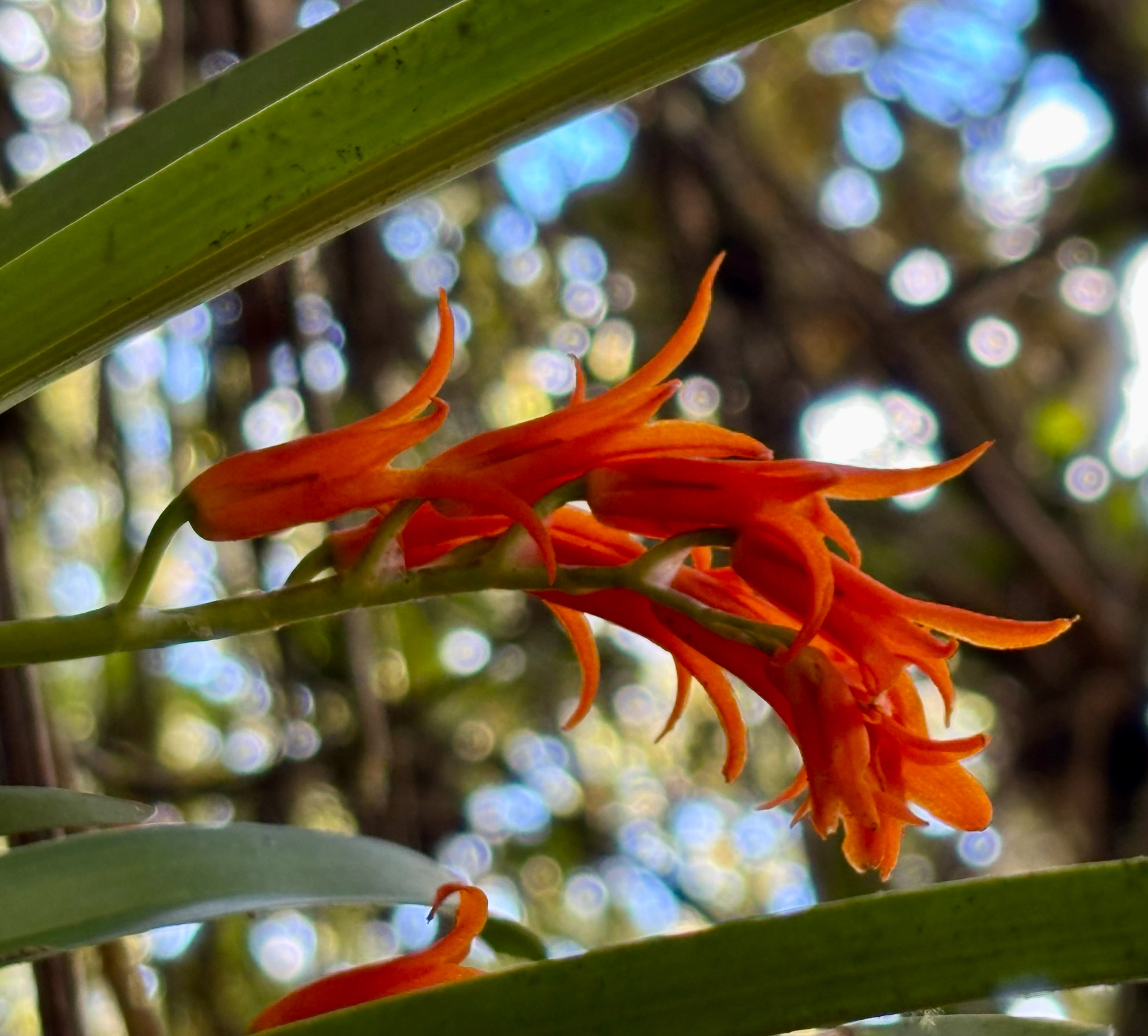 Brassia aurantiaca