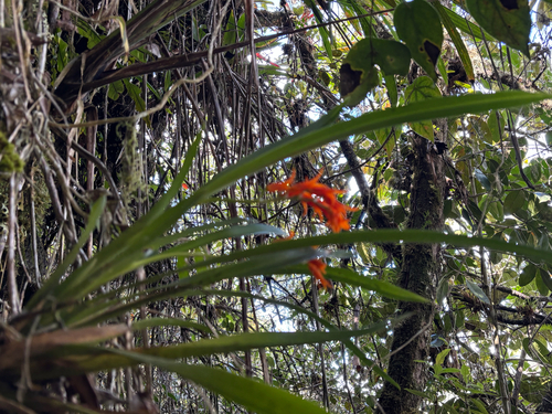 Brassia aurantiaca, photograph 1