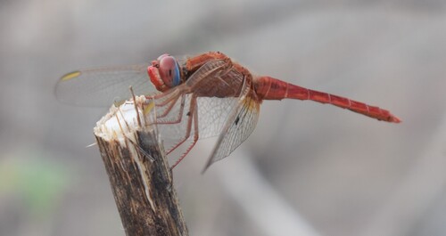 Broad Scarlet