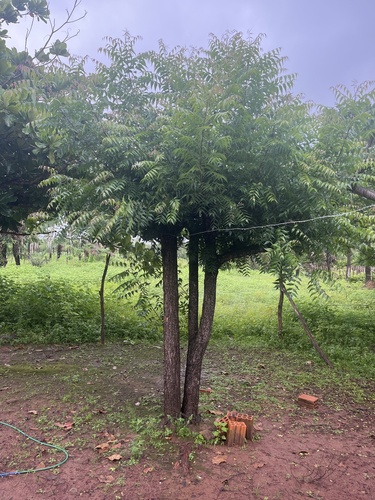 Neem