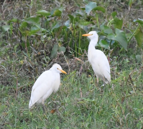 Western Cattle-Egret
