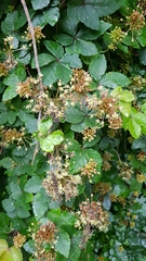 Tetrastigma obtectum