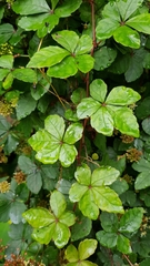 Tetrastigma obtectum