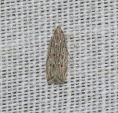 Helcystogramma chambersella