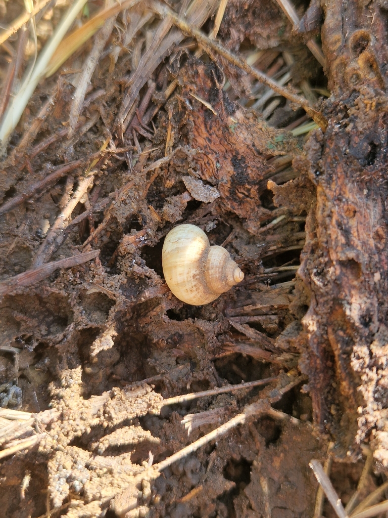 Tropidophora sarcodes