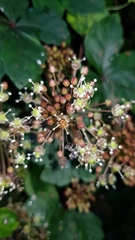 Tetrastigma obtectum